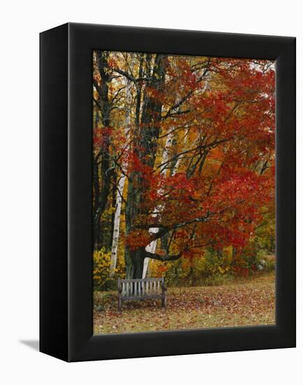 Empty Bench under Maple Tree, Twin Ponds Farm, West River Valley, Vermont, USA-Scott T^ Smith-Framed Premier Image Canvas