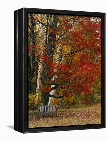 Empty Bench under Maple Tree, Twin Ponds Farm, West River Valley, Vermont, USA-Scott T^ Smith-Framed Premier Image Canvas