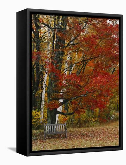 Empty Bench under Maple Tree, Twin Ponds Farm, West River Valley, Vermont, USA-Scott T^ Smith-Framed Premier Image Canvas