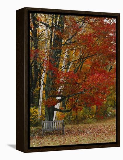 Empty Bench under Maple Tree, Twin Ponds Farm, West River Valley, Vermont, USA-Scott T^ Smith-Framed Premier Image Canvas