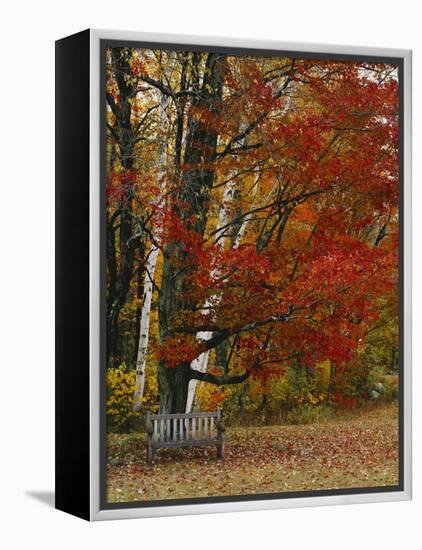 Empty Bench under Maple Tree, Twin Ponds Farm, West River Valley, Vermont, USA-Scott T^ Smith-Framed Premier Image Canvas