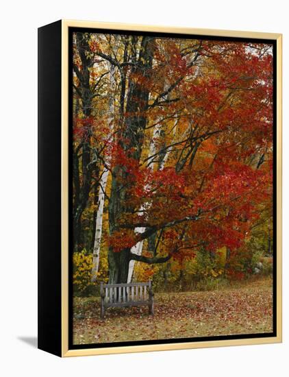 Empty Bench under Maple Tree, Twin Ponds Farm, West River Valley, Vermont, USA-Scott T^ Smith-Framed Premier Image Canvas