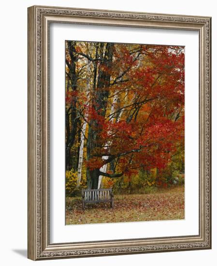 Empty Bench under Maple Tree, Twin Ponds Farm, West River Valley, Vermont, USA-Scott T^ Smith-Framed Photographic Print