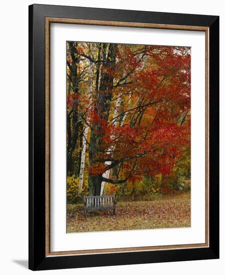 Empty Bench under Maple Tree, Twin Ponds Farm, West River Valley, Vermont, USA-Scott T^ Smith-Framed Photographic Print