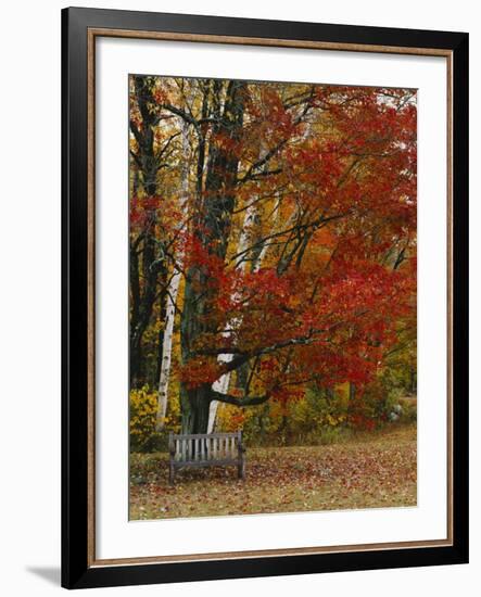 Empty Bench under Maple Tree, Twin Ponds Farm, West River Valley, Vermont, USA-Scott T^ Smith-Framed Photographic Print