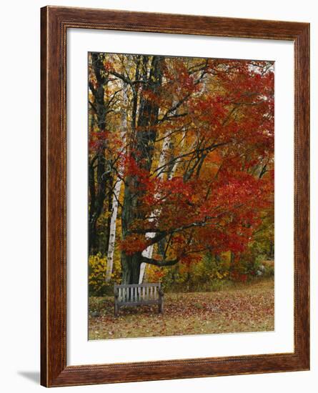 Empty Bench under Maple Tree, Twin Ponds Farm, West River Valley, Vermont, USA-Scott T^ Smith-Framed Photographic Print