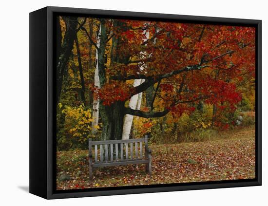 Empty Bench under Maple Tree, Twin Ponds Farm, West River Valley, Vermont, USA-Scott T^ Smith-Framed Premier Image Canvas