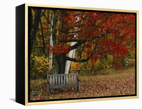 Empty Bench under Maple Tree, Twin Ponds Farm, West River Valley, Vermont, USA-Scott T^ Smith-Framed Premier Image Canvas