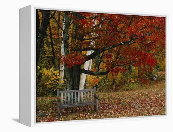 Empty Bench under Maple Tree, Twin Ponds Farm, West River Valley, Vermont, USA-Scott T^ Smith-Framed Premier Image Canvas