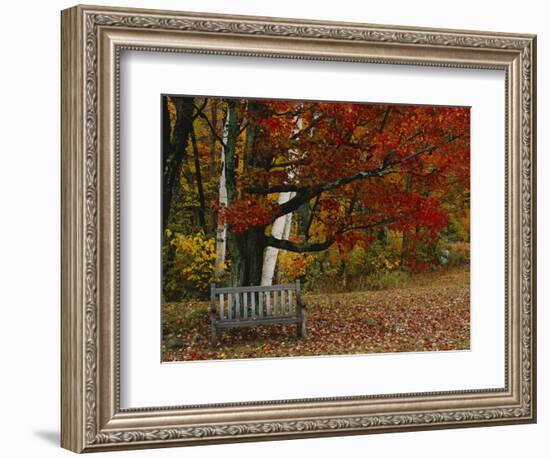 Empty Bench under Maple Tree, Twin Ponds Farm, West River Valley, Vermont, USA-Scott T^ Smith-Framed Photographic Print