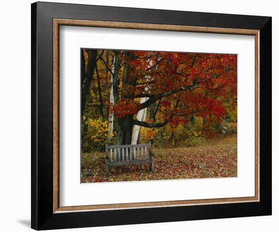 Empty Bench under Maple Tree, Twin Ponds Farm, West River Valley, Vermont, USA-Scott T^ Smith-Framed Photographic Print