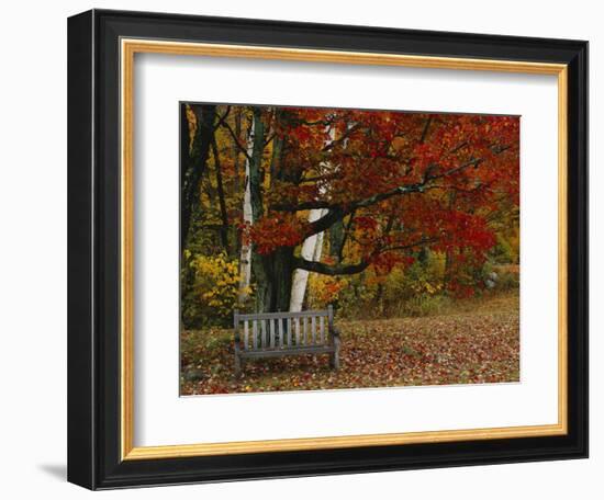 Empty Bench under Maple Tree, Twin Ponds Farm, West River Valley, Vermont, USA-Scott T^ Smith-Framed Photographic Print