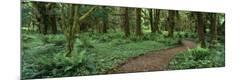 Photographic Print