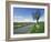 Empty Road with Tree and Wild Flowers Near Montpeyroux, Herault, in Languedoc Roussillon, France-Michael Busselle-Framed Photographic Print