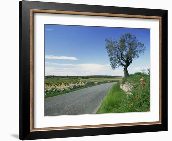 Empty Road with Tree and Wild Flowers Near Montpeyroux, Herault, in Languedoc Roussillon, France-Michael Busselle-Framed Photographic Print