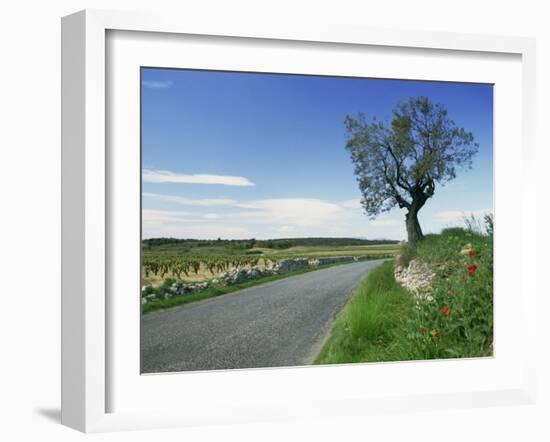 Empty Road with Tree and Wild Flowers Near Montpeyroux, Herault, in Languedoc Roussillon, France-Michael Busselle-Framed Photographic Print