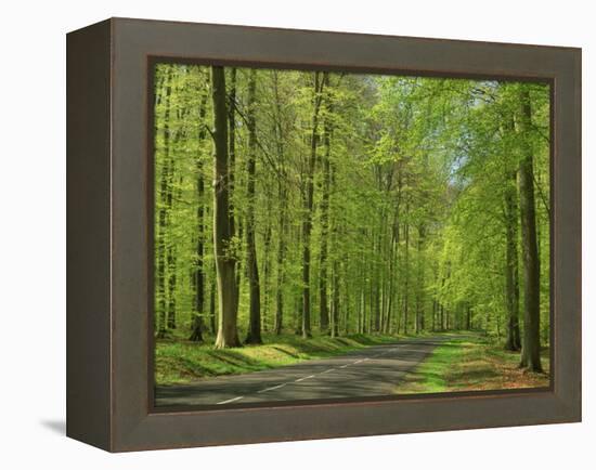 Empty Rural Road Through Woodland in the Forest of Compiegne, Aisne, Picardie, France-Michael Busselle-Framed Premier Image Canvas