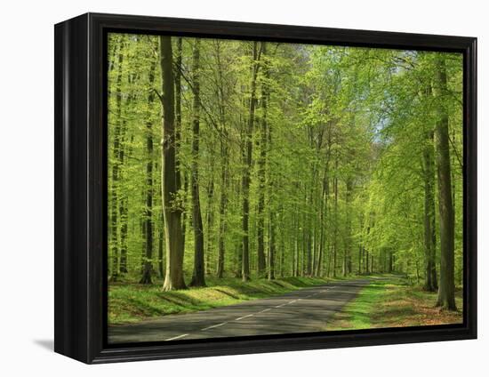 Empty Rural Road Through Woodland in the Forest of Compiegne, Aisne, Picardie, France-Michael Busselle-Framed Premier Image Canvas