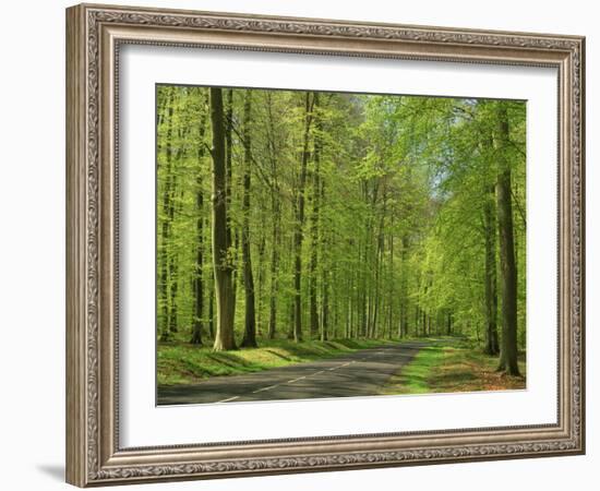 Empty Rural Road Through Woodland in the Forest of Compiegne, Aisne, Picardie, France-Michael Busselle-Framed Photographic Print