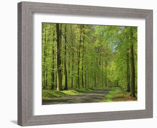 Empty Rural Road Through Woodland in the Forest of Compiegne, Aisne, Picardie, France-Michael Busselle-Framed Photographic Print