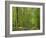 Empty Rural Road Through Woodland in the Forest of Compiegne, Aisne, Picardie, France-Michael Busselle-Framed Photographic Print