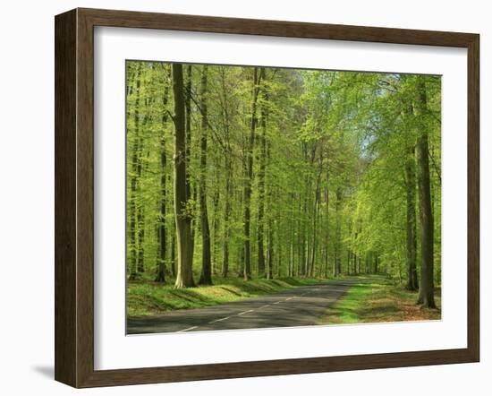 Empty Rural Road Through Woodland in the Forest of Compiegne, Aisne, Picardie, France-Michael Busselle-Framed Photographic Print