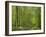 Empty Rural Road Through Woodland in the Forest of Compiegne, Aisne, Picardie, France-Michael Busselle-Framed Photographic Print