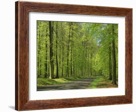 Empty Rural Road Through Woodland in the Forest of Compiegne, Aisne, Picardie, France-Michael Busselle-Framed Photographic Print