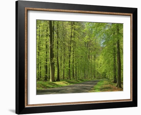 Empty Rural Road Through Woodland in the Forest of Compiegne, Aisne, Picardie, France-Michael Busselle-Framed Photographic Print