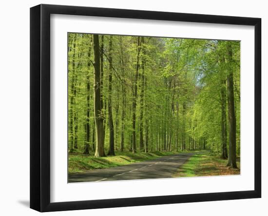 Empty Rural Road Through Woodland in the Forest of Compiegne, Aisne, Picardie, France-Michael Busselle-Framed Photographic Print