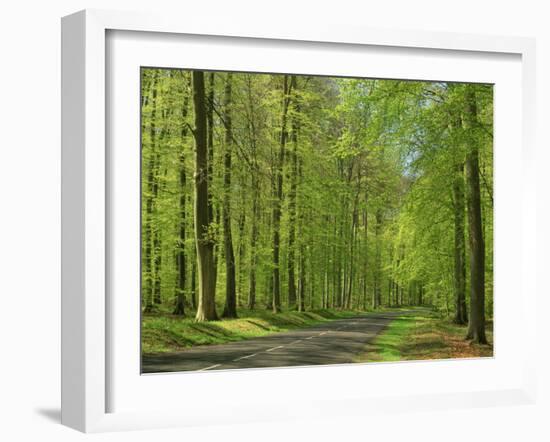 Empty Rural Road Through Woodland in the Forest of Compiegne, Aisne, Picardie, France-Michael Busselle-Framed Photographic Print