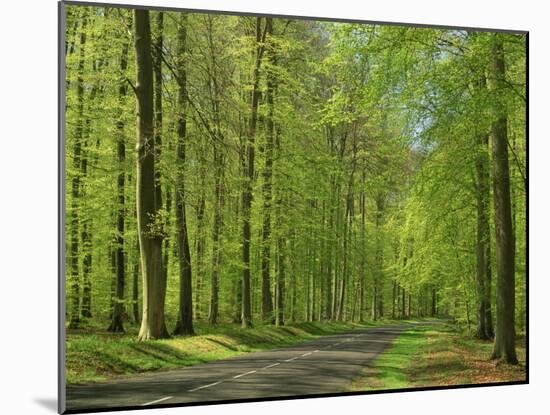 Empty Rural Road Through Woodland in the Forest of Compiegne, Aisne, Picardie, France-Michael Busselle-Mounted Photographic Print