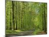 Empty Rural Road Through Woodland in the Forest of Compiegne, Aisne, Picardie, France-Michael Busselle-Mounted Photographic Print
