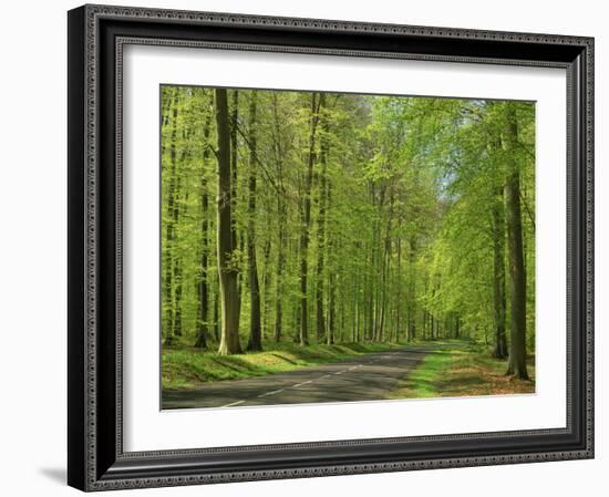 Empty Rural Road Through Woodland in the Forest of Compiegne, Aisne, Picardie, France-Michael Busselle-Framed Photographic Print