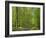 Empty Rural Road Through Woodland in the Forest of Compiegne, Aisne, Picardie, France-Michael Busselle-Framed Photographic Print