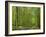 Empty Rural Road Through Woodland in the Forest of Compiegne, Aisne, Picardie, France-Michael Busselle-Framed Photographic Print