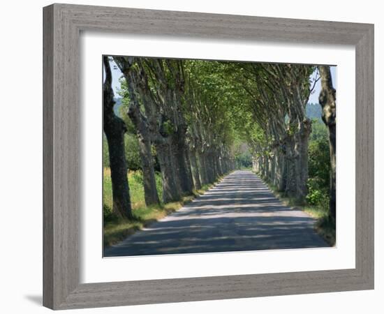 Empty Tree Lined Road on the Route De Vins, Near Vaucluse, Provence, France, Europe-David Hughes-Framed Photographic Print
