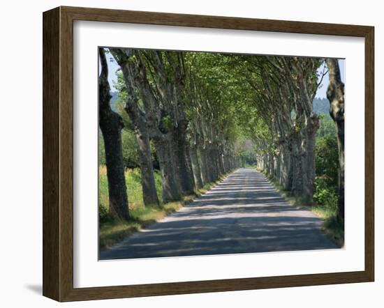 Empty Tree Lined Road on the Route De Vins, Near Vaucluse, Provence, France, Europe-David Hughes-Framed Photographic Print