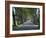 Empty Tree Lined Road on the Route De Vins, Near Vaucluse, Provence, France, Europe-David Hughes-Framed Photographic Print