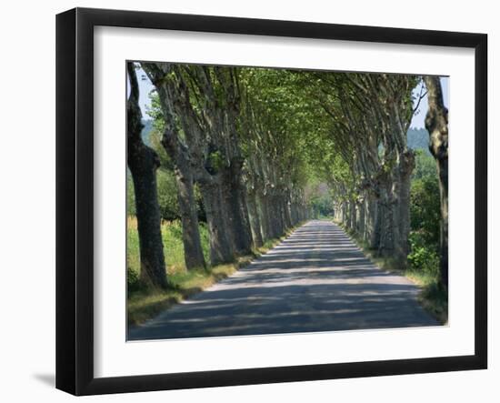 Empty Tree Lined Road on the Route De Vins, Near Vaucluse, Provence, France, Europe-David Hughes-Framed Photographic Print