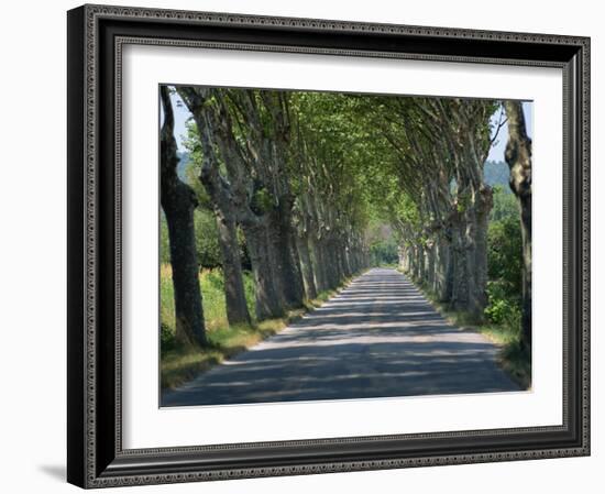 Empty Tree Lined Road on the Route De Vins, Near Vaucluse, Provence, France, Europe-David Hughes-Framed Photographic Print