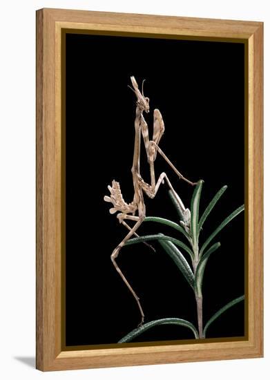 Empusa Pennata (Conehead Mantis) - Larva-Paul Starosta-Framed Premier Image Canvas