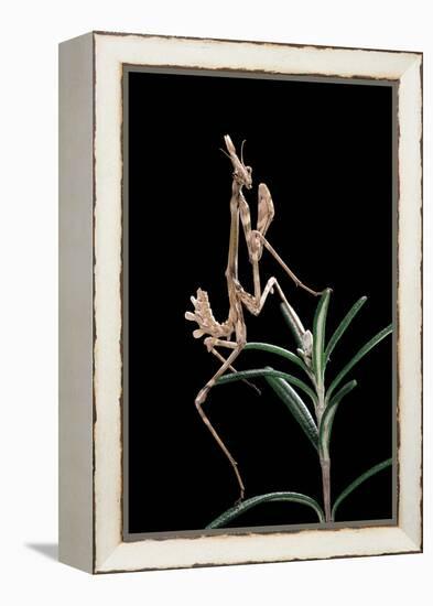 Empusa Pennata (Conehead Mantis) - Larva-Paul Starosta-Framed Premier Image Canvas