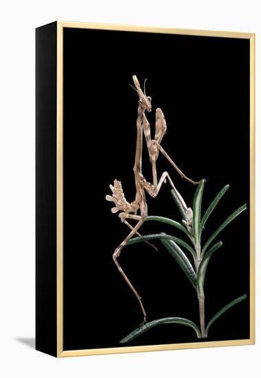 Empusa Pennata (Conehead Mantis) - Larva-Paul Starosta-Framed Premier Image Canvas