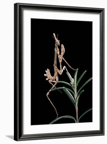 Empusa Pennata (Conehead Mantis) - Larva-Paul Starosta-Framed Photographic Print