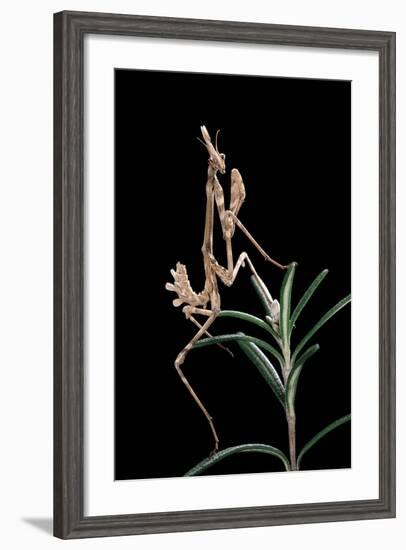 Empusa Pennata (Conehead Mantis) - Larva-Paul Starosta-Framed Photographic Print