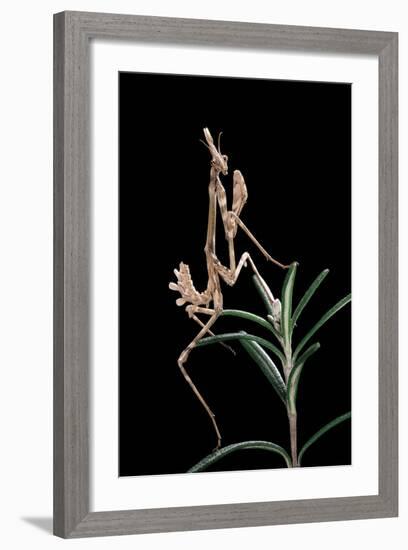 Empusa Pennata (Conehead Mantis) - Larva-Paul Starosta-Framed Photographic Print