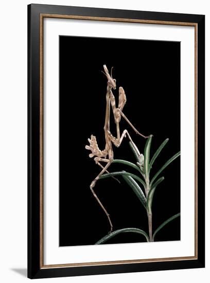 Empusa Pennata (Conehead Mantis) - Larva-Paul Starosta-Framed Photographic Print