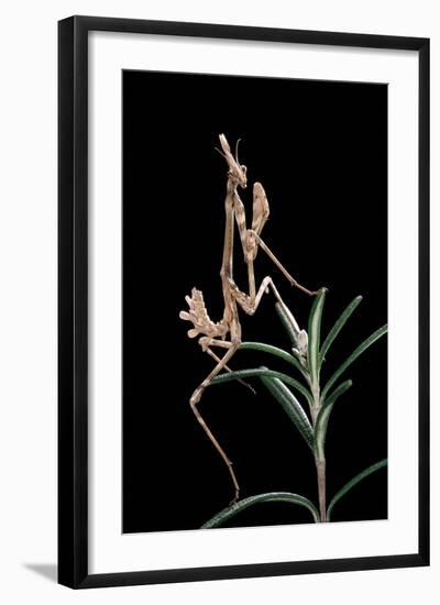 Empusa Pennata (Conehead Mantis) - Larva-Paul Starosta-Framed Photographic Print