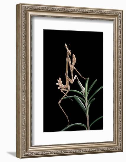 Empusa Pennata (Conehead Mantis) - Larva-Paul Starosta-Framed Photographic Print